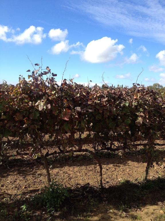 Masseria San Polo Squinzano Exterior foto